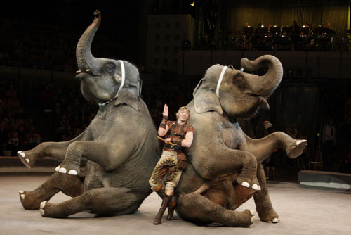 Фото3. Слоны в цирке